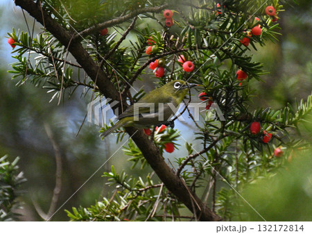 秋のメジロ 132172814