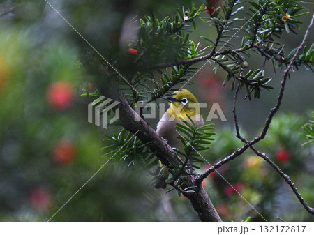 秋のメジロ 132172817