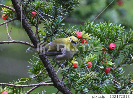 秋のメジロ 132172818