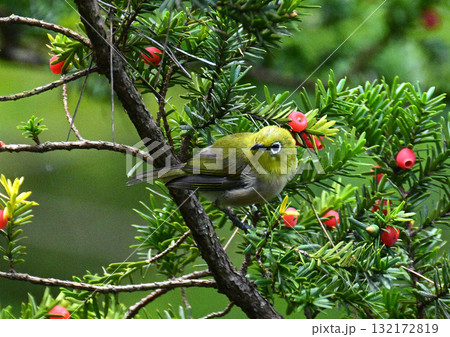 秋のメジロ 132172819