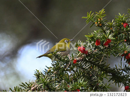 秋のメジロ 秋のメジロ 132172823