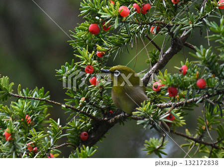 秋のメジロ 132172838