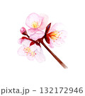Cherry blossom branch with delicate pink petals and soft gradients. Hand-painted watercolor clip art isolated on white, perfect for spring decor, wedding invitations, Asian design, or floral projects 132172946