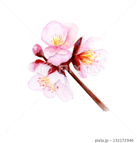 Cherry blossom branch with delicate pink petals and soft gradients. Hand-painted watercolor clip art isolated on white, perfect for spring decor, wedding invitations, Asian design, or floral projects 132172946