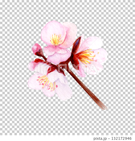 Cherry blossom branch with delicate pink petals and soft gradients. Hand-painted watercolor clip art isolated on white, perfect for spring decor, wedding invitations, Asian design, or floral projects 132172946