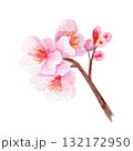 Cherry blossom branch with delicate pink petals and soft gradients. Hand-painted watercolor clip art isolated on white, perfect for spring decor, wedding invitations, Asian design, or floral projects 132172950