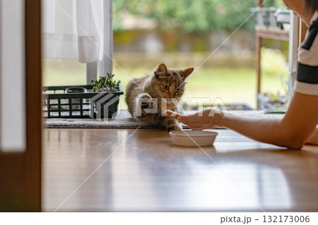 縁側でじゃれている子猫と女性 132173006