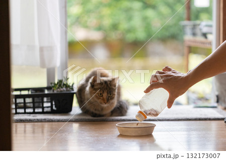 餌をもらっている子猫 132173007