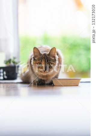 好奇心旺盛な子ネコがこちらを見ている 132173010