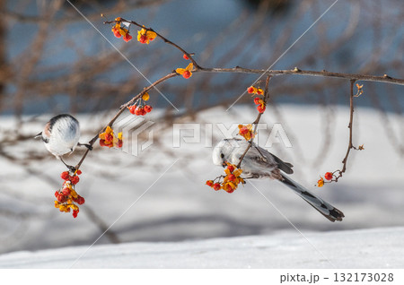 雪の妖精　シマエナガ 132173028