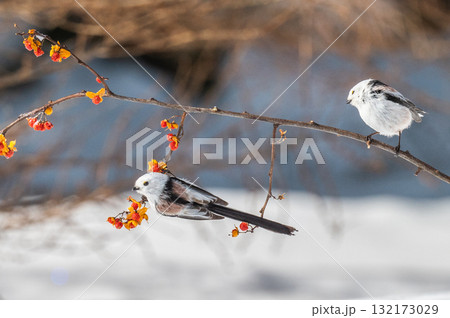 雪の妖精　シマエナガ 132173029