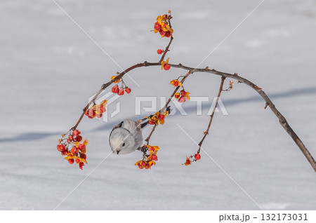 雪の妖精 シマエナガ 雪の妖精 シマエナガ 132173031