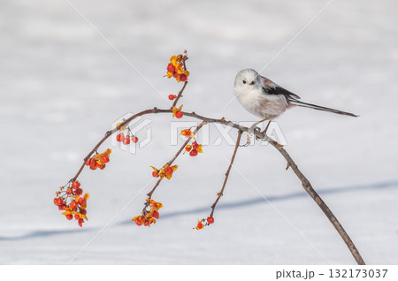 雪の妖精　シマエナガ 132173037