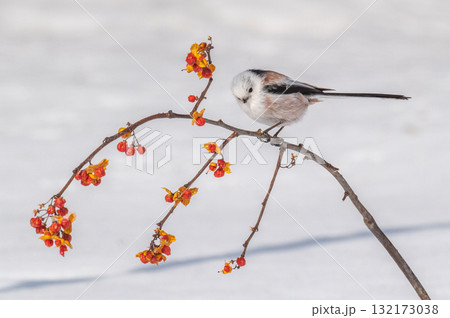 雪の妖精　シマエナガ 132173038