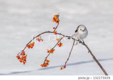 雪の妖精　シマエナガ 132173039