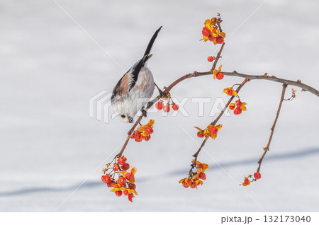 雪の妖精　シマエナガ 132173040