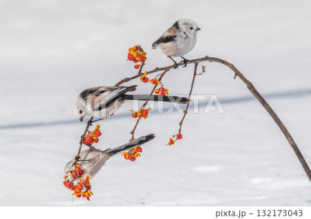 雪の妖精　シマエナガ 132173043