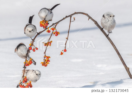 雪の妖精　シマエナガ 132173045