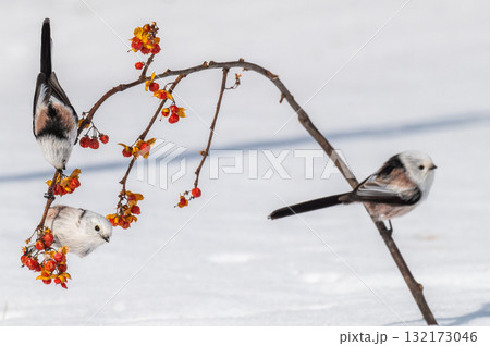 雪の妖精　シマエナガ 132173046