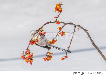 雪の妖精　シマエナガ 132173047