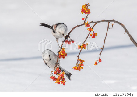 雪の妖精 シマエナガ 雪の妖精 シマエナガ 132173048