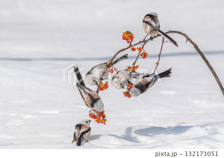 雪の妖精 シマエナガ 雪の妖精 シマエナガ 132173051