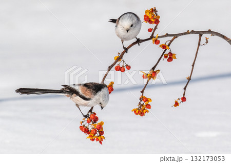 雪の妖精 シマエナガ 雪の妖精 シマエナガ 132173053