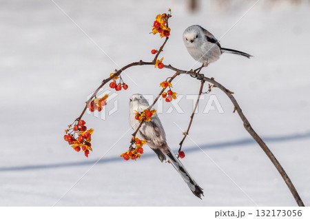 雪の妖精 シマエナガ 雪の妖精 シマエナガ 132173056