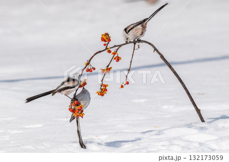 雪の妖精　シマエナガ 132173059