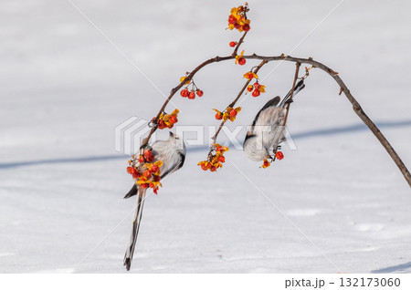 雪の妖精 シマエナガ 雪の妖精 シマエナガ 132173060