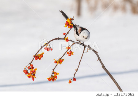 雪の妖精　シマエナガ 132173062