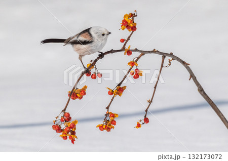 雪の妖精　シマエナガ 132173072