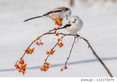 雪の妖精　シマエナガ 132173074