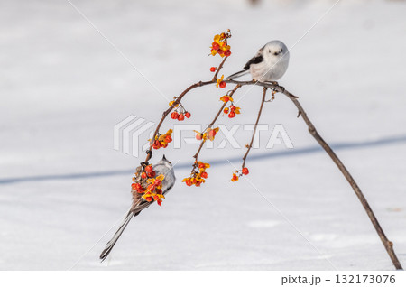 雪の妖精 シマエナガ 雪の妖精 シマエナガ 132173076