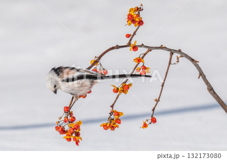 雪の妖精　シマエナガ 132173080