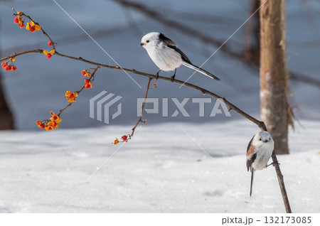 雪の妖精 シマエナガ 雪の妖精 シマエナガ 132173085