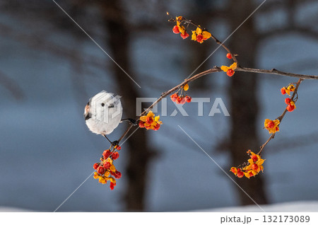 雪の妖精 シマエナガ 雪の妖精 シマエナガ 132173089