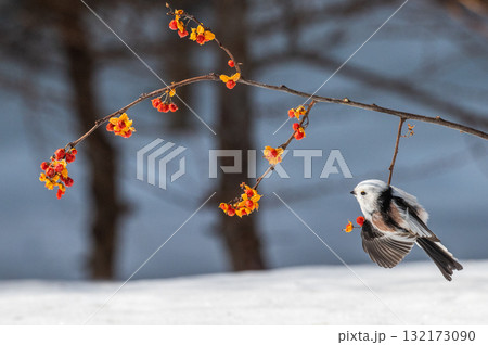 雪の妖精　シマエナガ 132173090