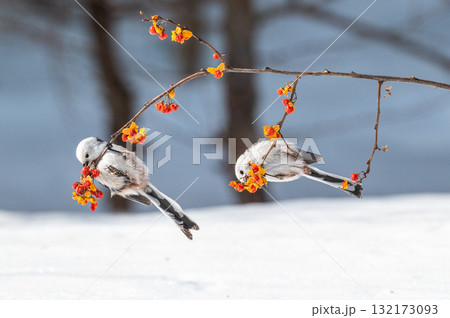 雪の妖精　シマエナガ 132173093