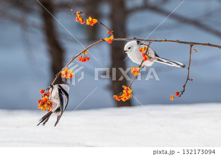 雪の妖精 シマエナガ 雪の妖精 シマエナガ 132173094
