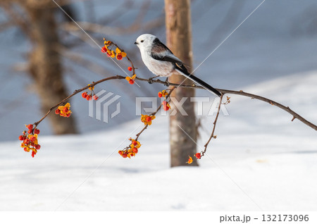 雪の妖精　シマエナガ 132173096