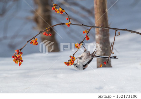雪の妖精 シマエナガ 雪の妖精 シマエナガ 132173100