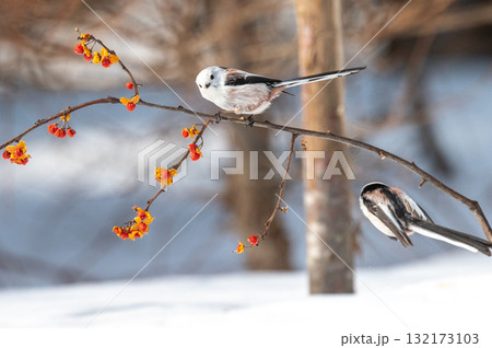 雪の妖精 シマエナガ 雪の妖精 シマエナガ 132173103