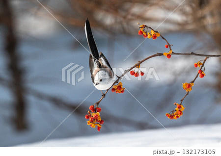 雪の妖精 シマエナガ 雪の妖精 シマエナガ 132173105