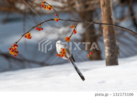 雪の妖精　シマエナガ 132173106