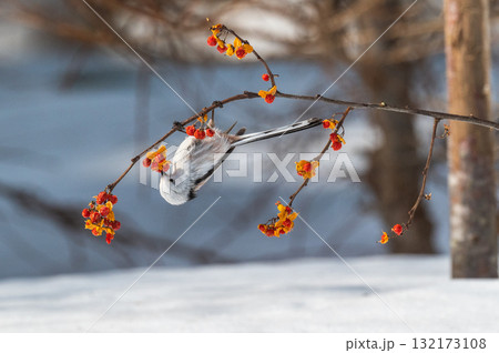 雪の妖精 シマエナガ 雪の妖精 シマエナガ 132173108