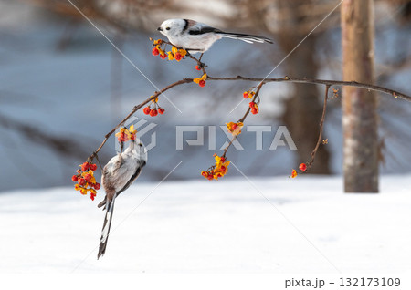 雪の妖精　シマエナガ 132173109