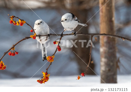 雪の妖精　シマエナガ 132173115
