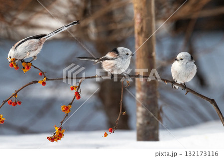 雪の妖精　シマエナガ 132173116