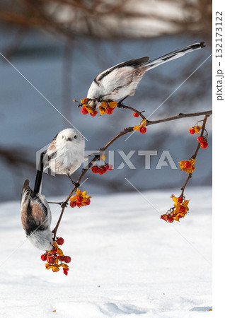 雪の妖精　シマエナガ 132173122